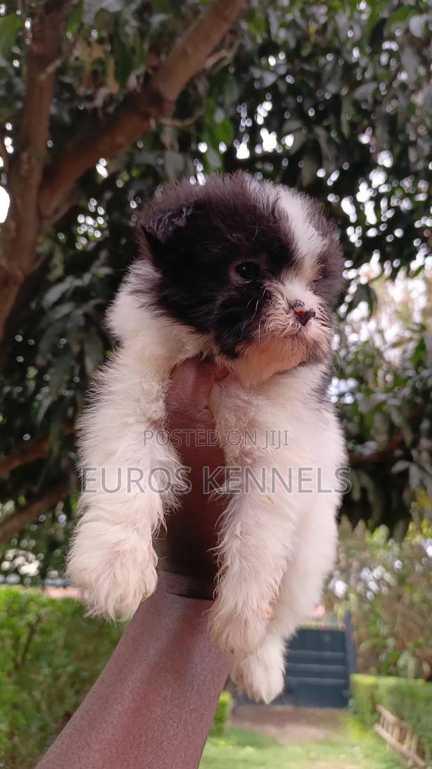 1-3 months Male Purebred Havanese - thumbnail 2