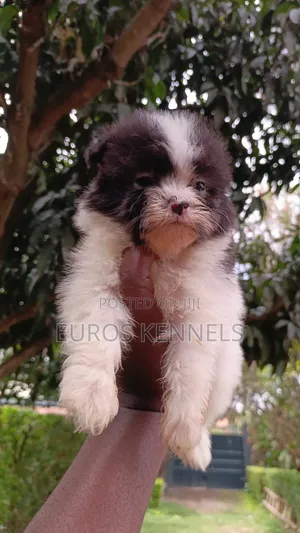 1-3 months Male Purebred Havanese