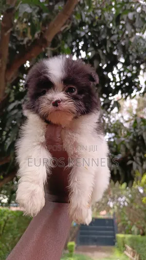 1-3 months Male Purebred Havanese