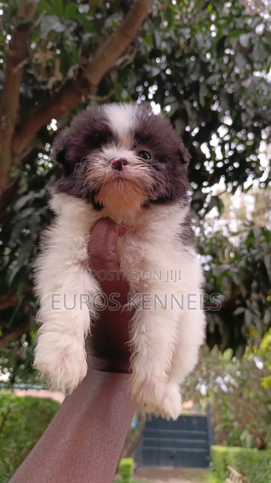 1-3 months Male Purebred Havanese