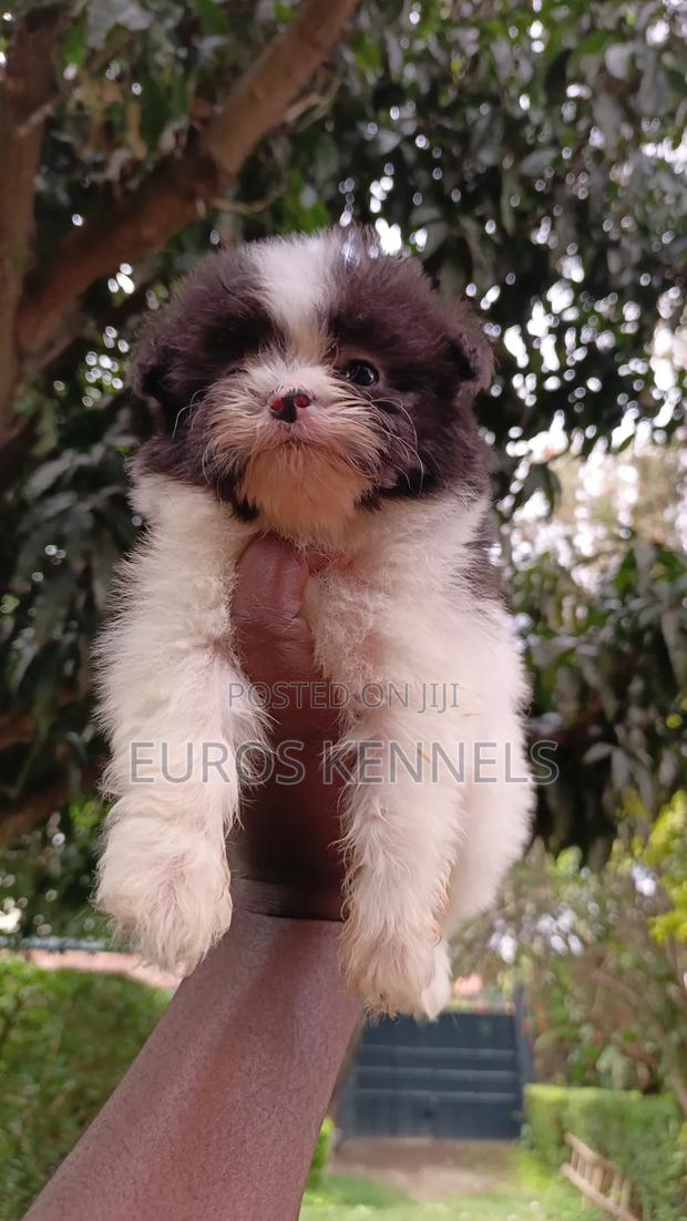 1-3 months Male Purebred Havanese - thumbnail 6