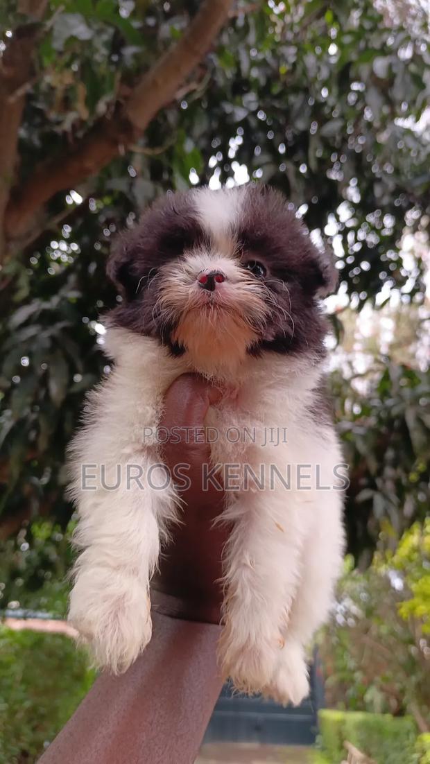 1-3 months Male Purebred Havanese - thumbnail 7