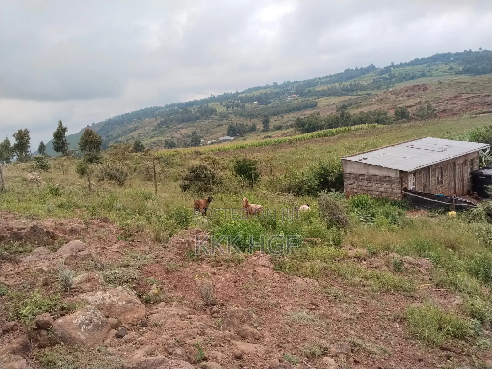 Rwacumari Plots