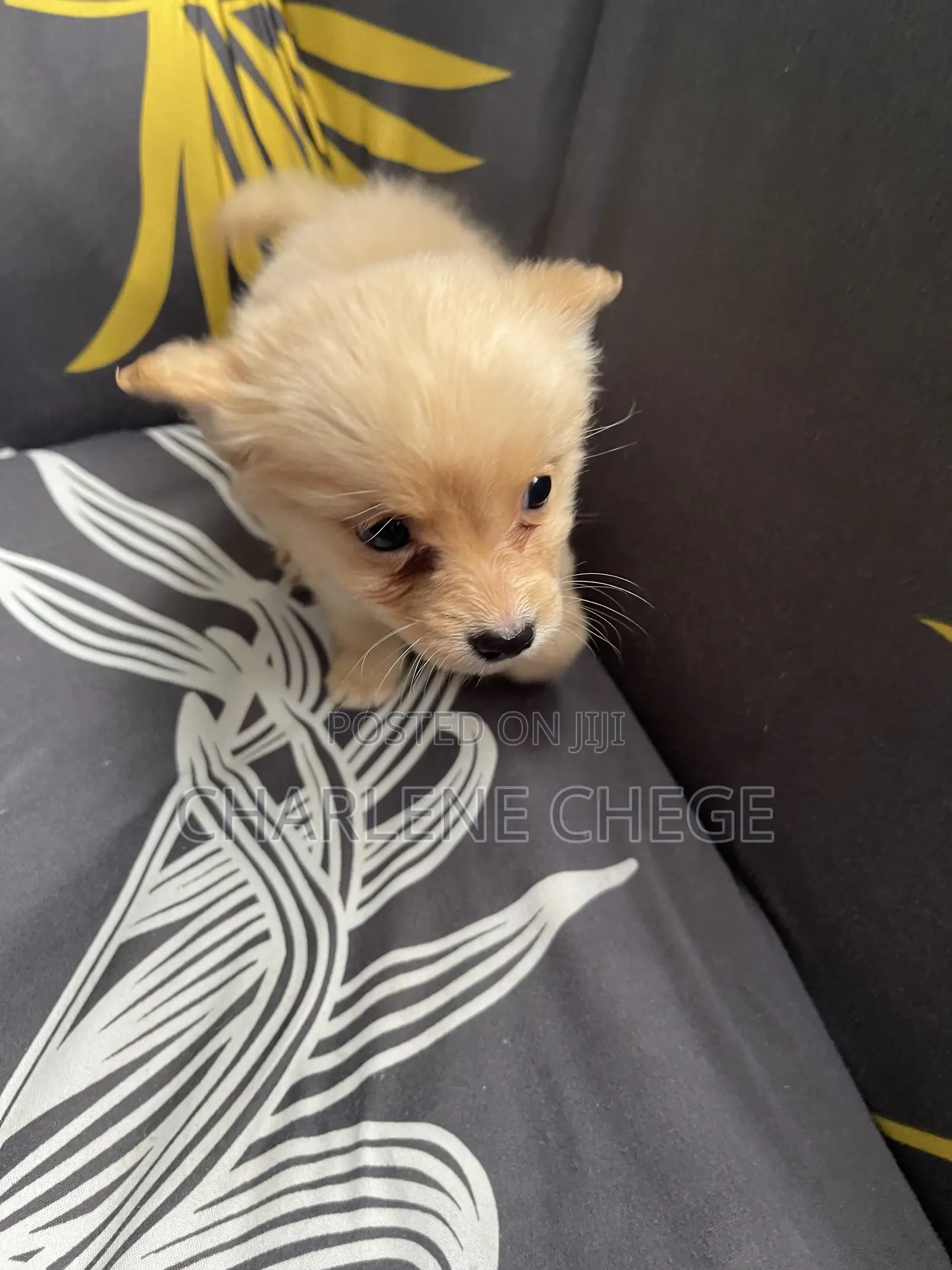 1-3 months Female Purebred Japanese Spitz