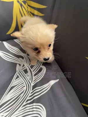 1-3 months Female Purebred Japanese Spitz