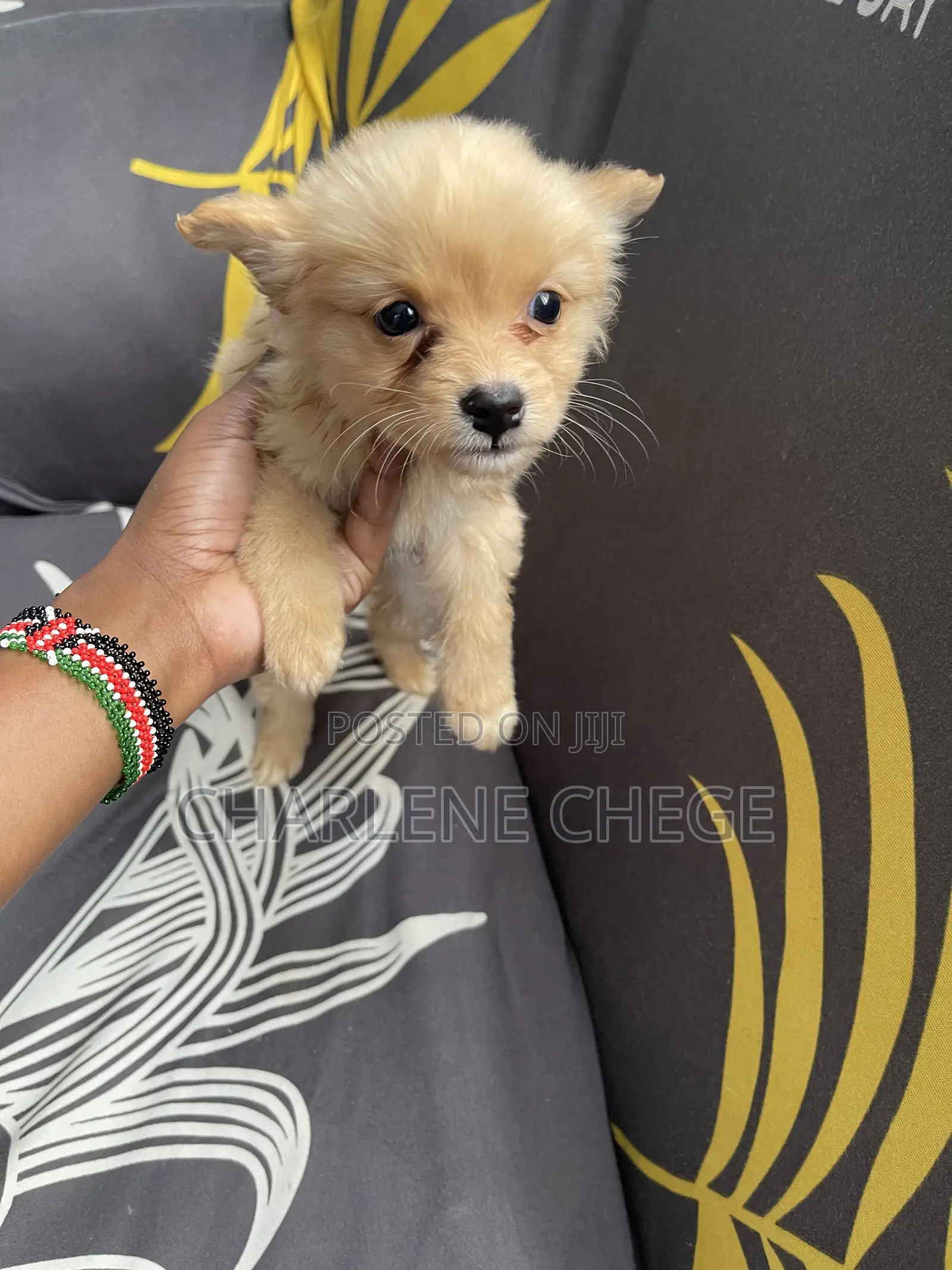 1-3 months Female Purebred Japanese Spitz