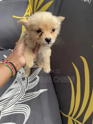 1-3 months Female Purebred Japanese Spitz
