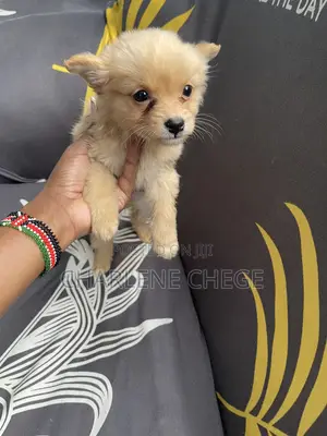 1-3 months Female Purebred Japanese Spitz