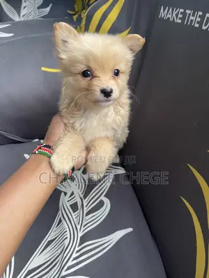 1-3 months Female Purebred Japanese Spitz