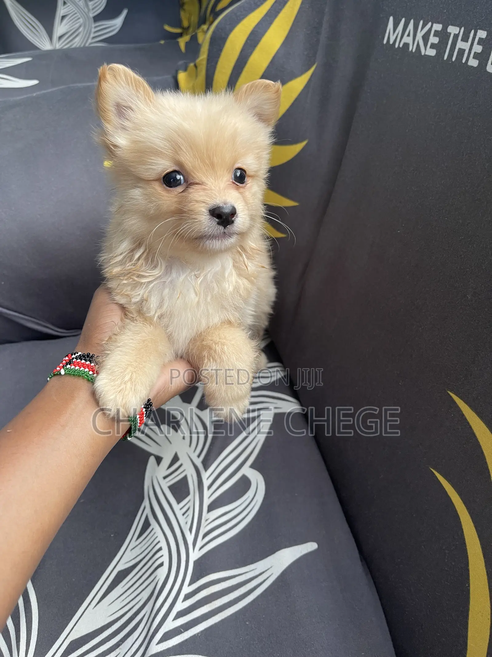 1-3 months Female Purebred Japanese Spitz