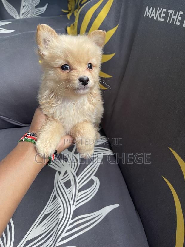 1-3 months Female Purebred Japanese Spitz - thumbnail 6