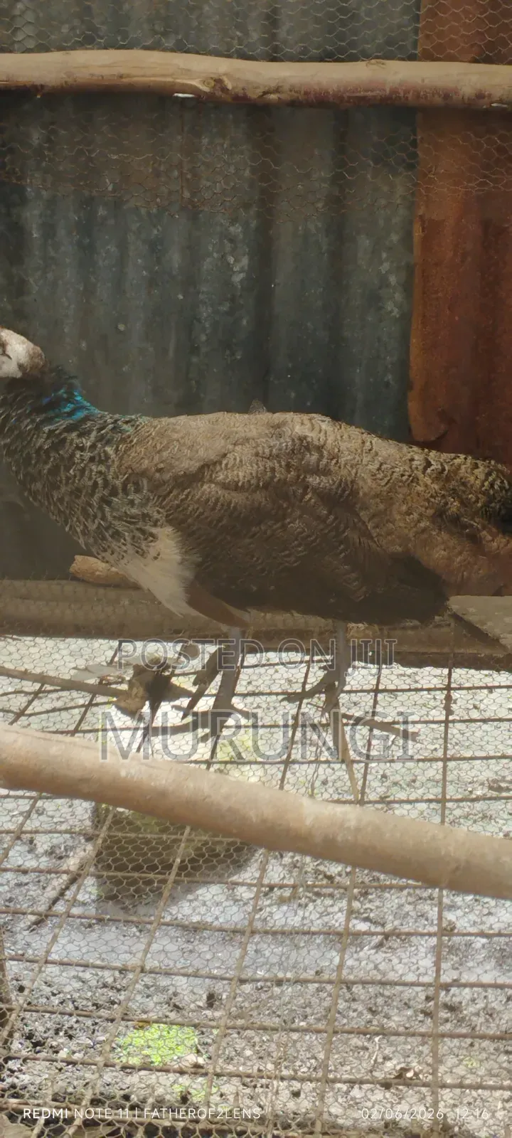 Young Peacock