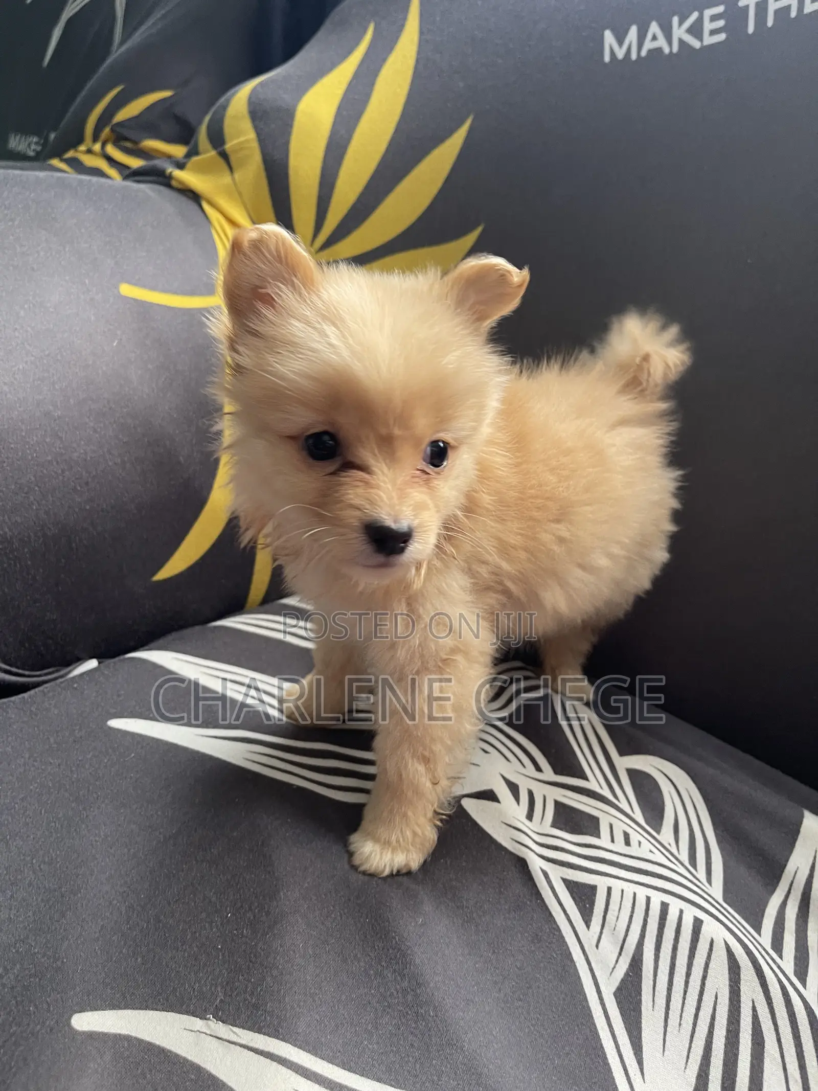 1-3 months Female Purebred Japanese Spitz