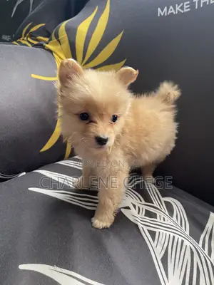 1-3 months Female Purebred Japanese Spitz