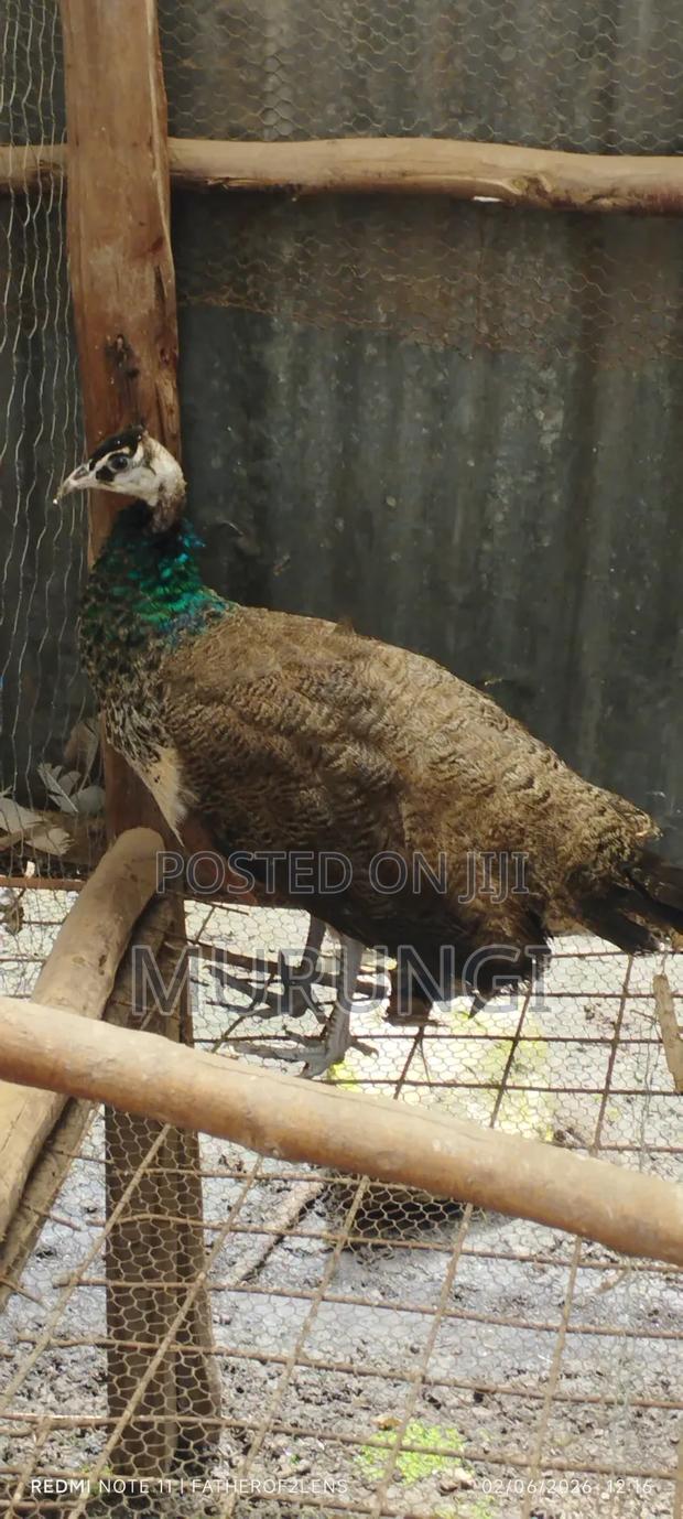 Young Peacock - thumbnail 2