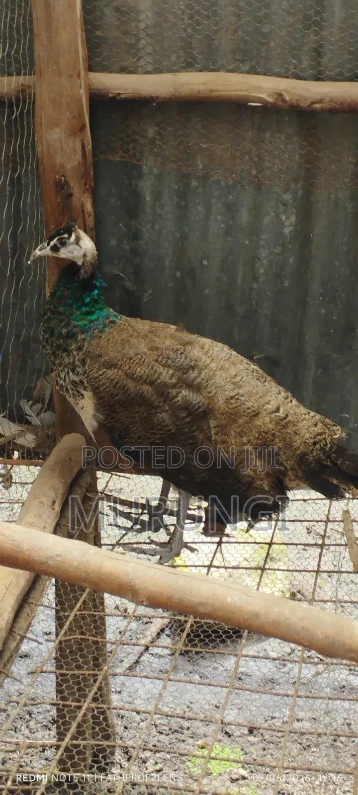 Young Peacock