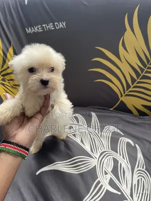 1-3 months Female Purebred Maltese