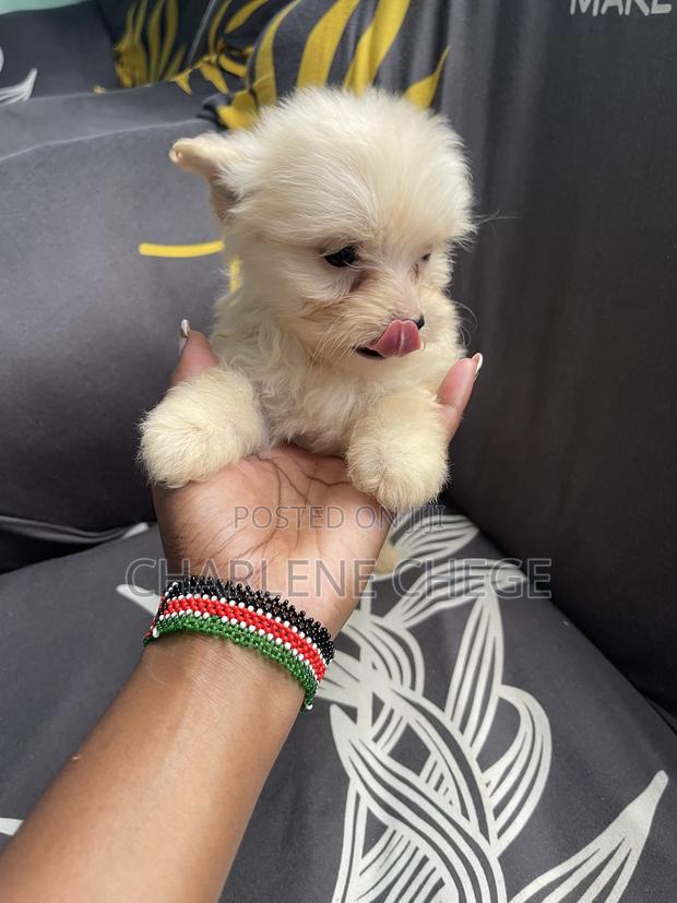 1-3 months Female Purebred Maltese - thumbnail 3