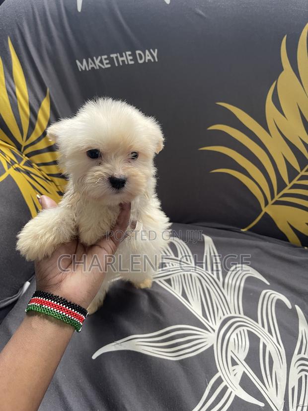 1-3 months Female Purebred Maltese - thumbnail 2
