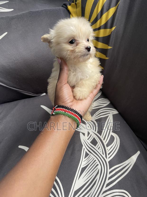 1-3 months Female Purebred Maltese - thumbnail 5