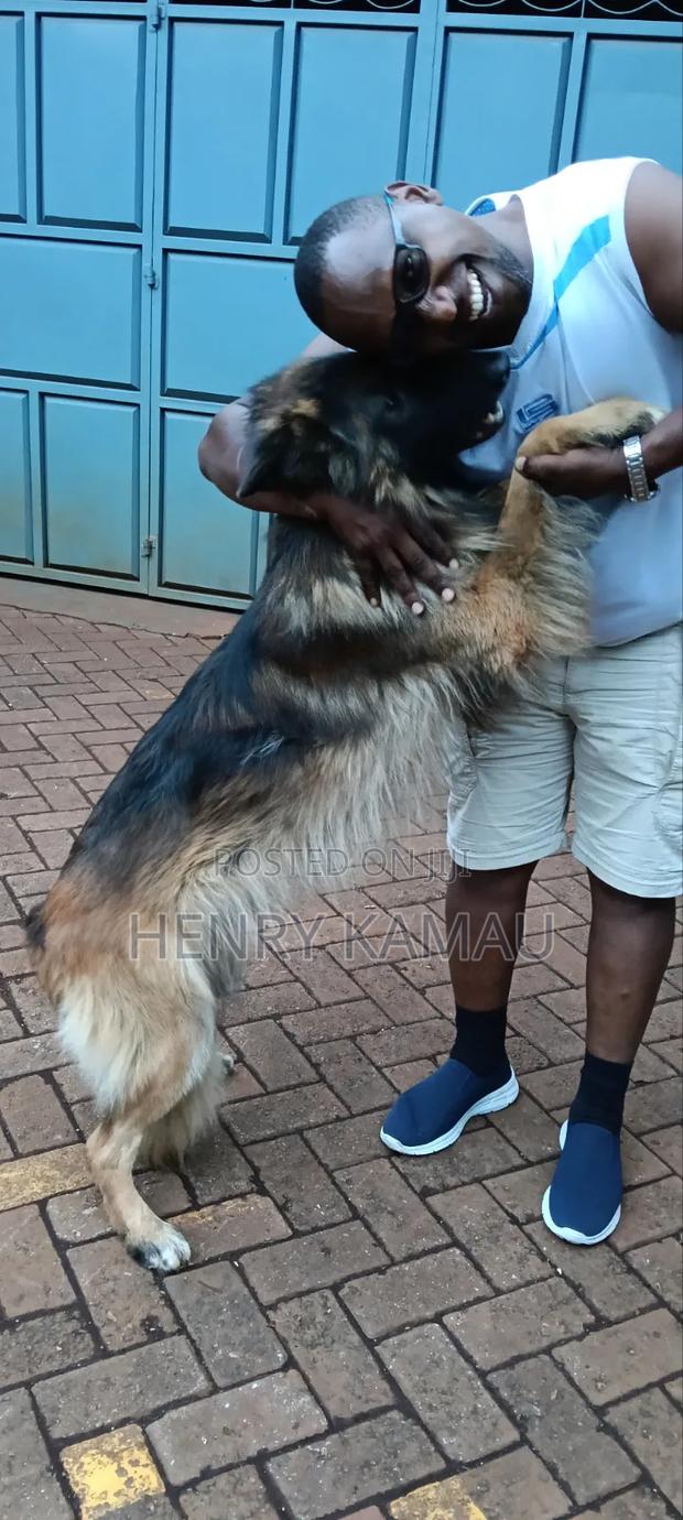6-12 months Male Purebred German Shepherd