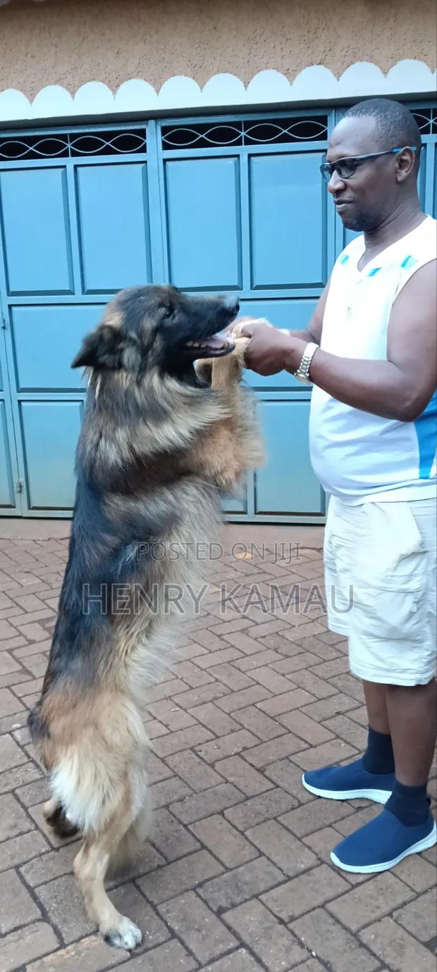 6-12 months Male Purebred German Shepherd - thumbnail 2