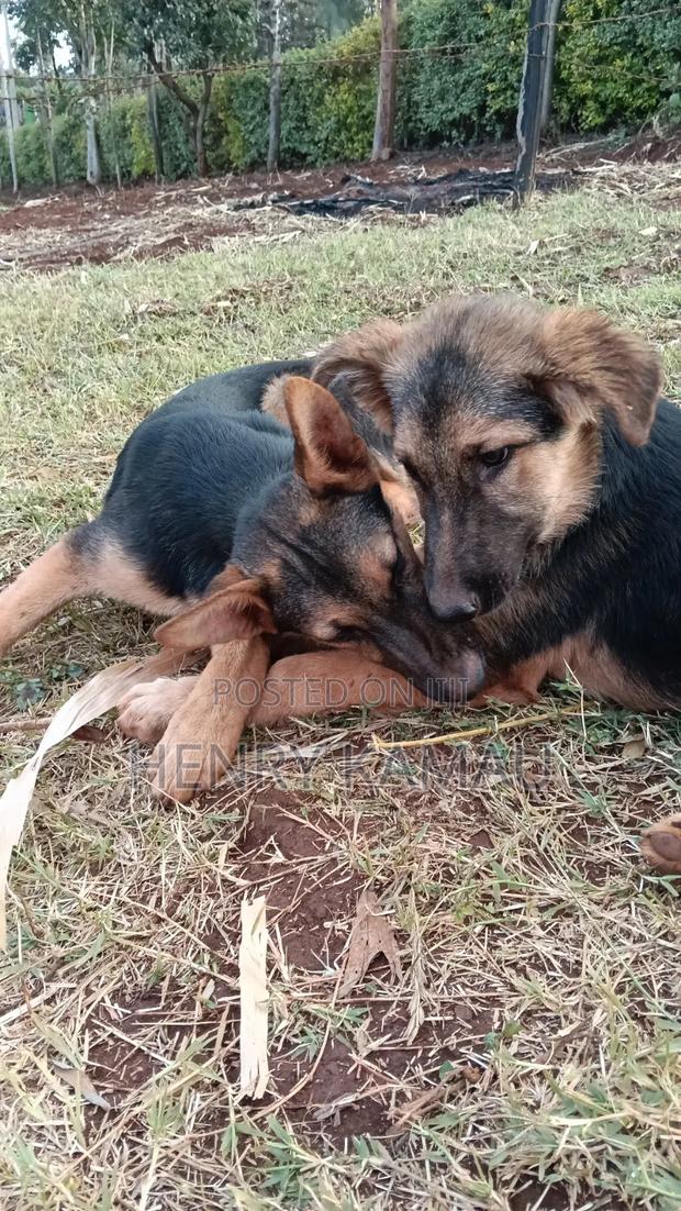 6-12 months Male Purebred German Shepherd - thumbnail 3