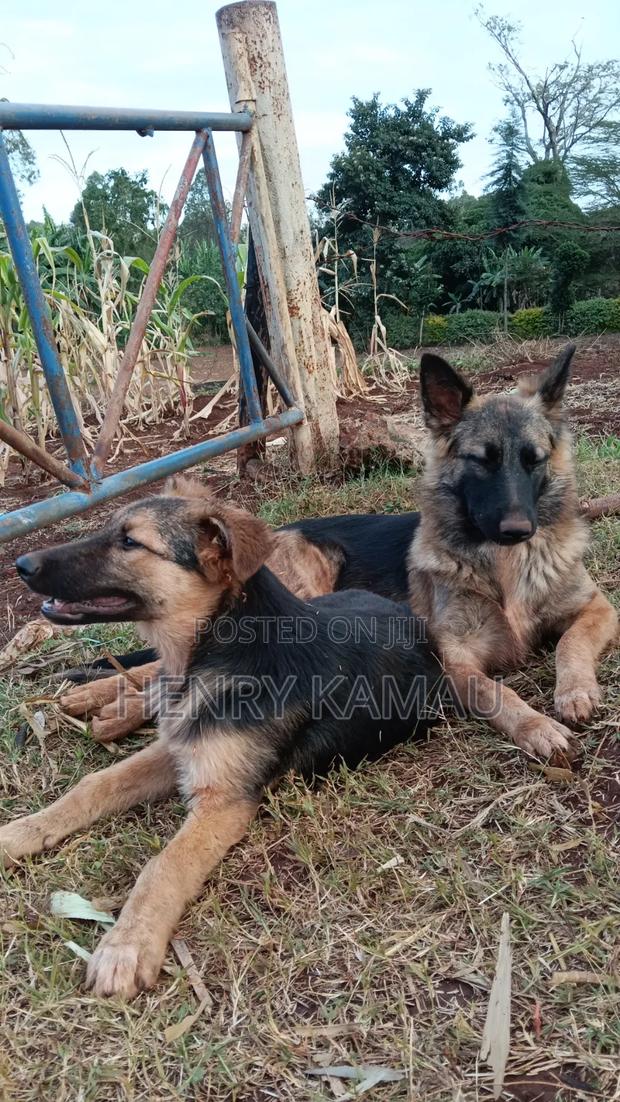 6-12 months Male Purebred German Shepherd - thumbnail 4