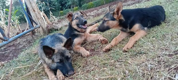 6-12 months Male Purebred German Shepherd - thumbnail 5