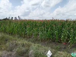 Green Maize For Silage