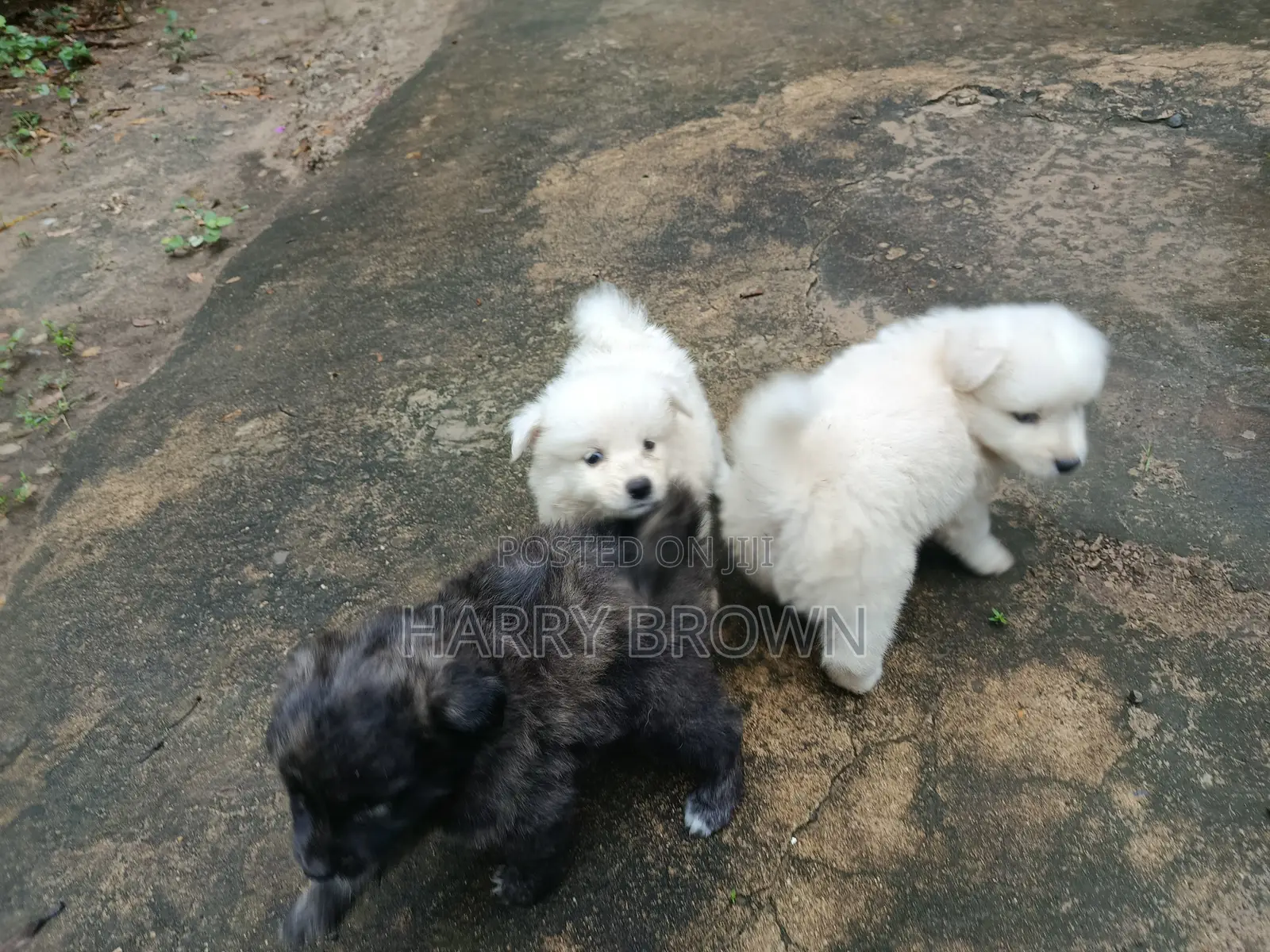 1-3 months Male Purebred Japanese Spitz
