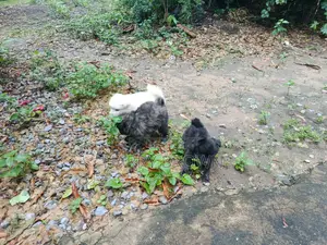 1-3 months Male Purebred Japanese Spitz