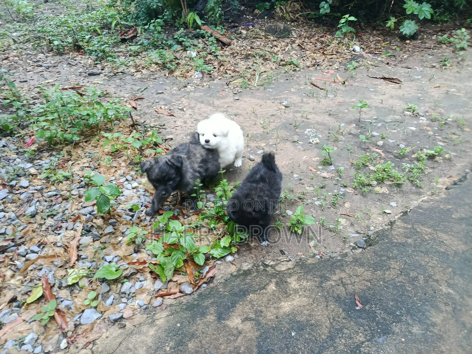 1-3 months Male Purebred Japanese Spitz