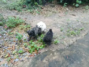 1-3 months Male Purebred Japanese Spitz