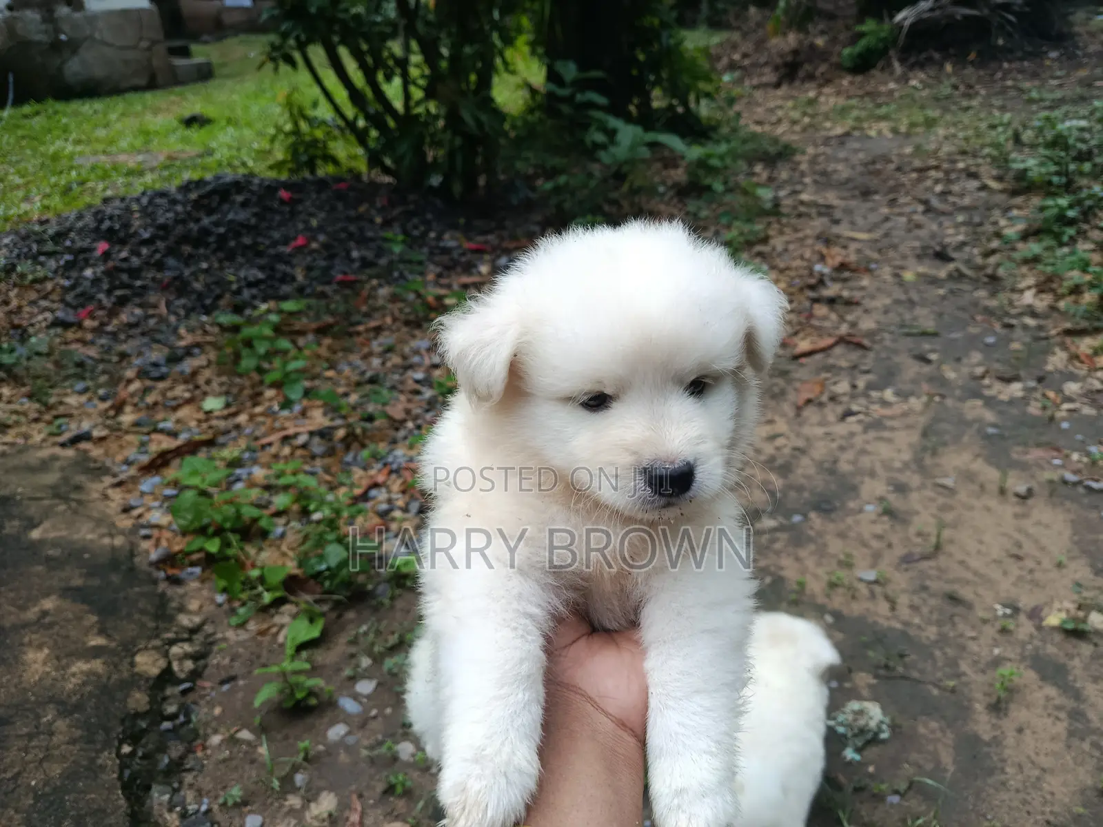 1-3 months Male Purebred Japanese Spitz
