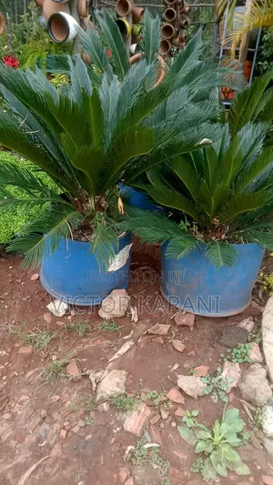 Cycard Plant