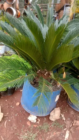 Cycard Plant