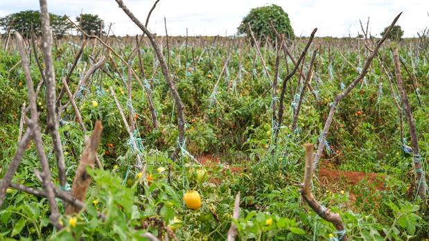 Prime Plot for Sale at Emali
