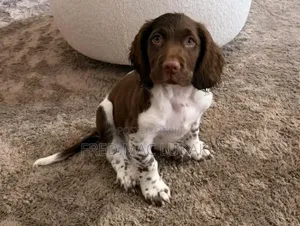 1-3 months Female Purebred English Springer Spaniel