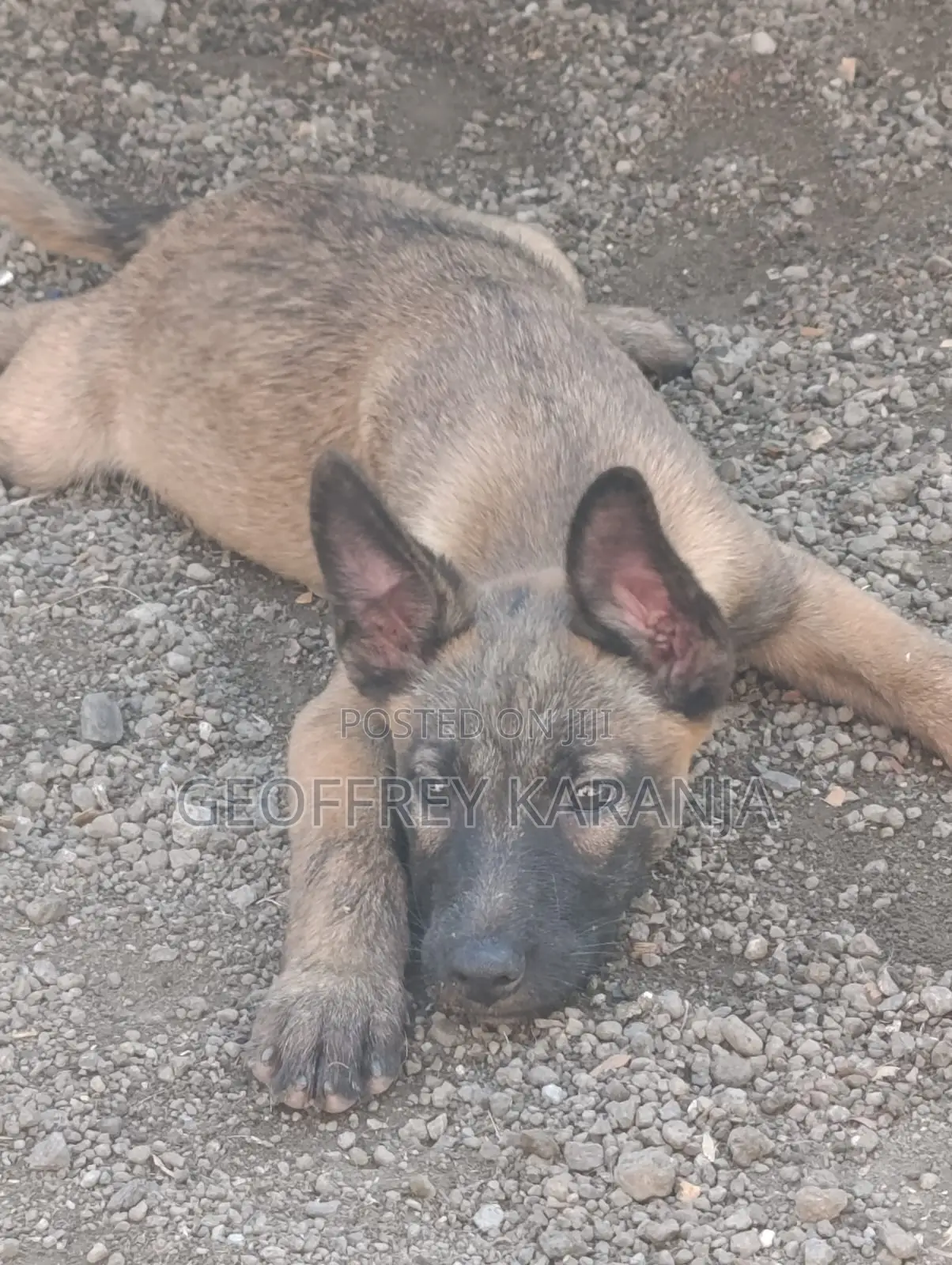 3-6 months Male Purebred Belgian Malinois