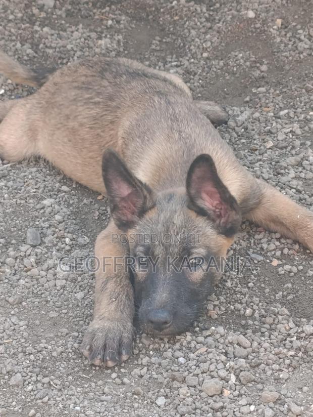 3-6 months Male Purebred Belgian Malinois