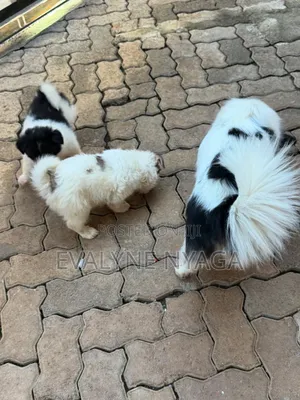 1+ year Female Purebred American Eskimo