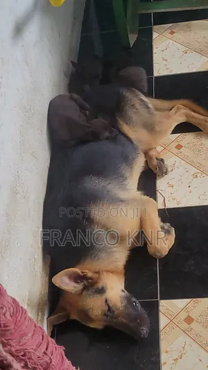 1-3 months Male Mixed Breed Dog