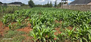 1⁄4 Plot for Sale in Chepkanga Eldoret Mutei Drive