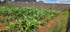1⁄4 Plot for Sale in Chepkanga Eldoret Mutei Drive