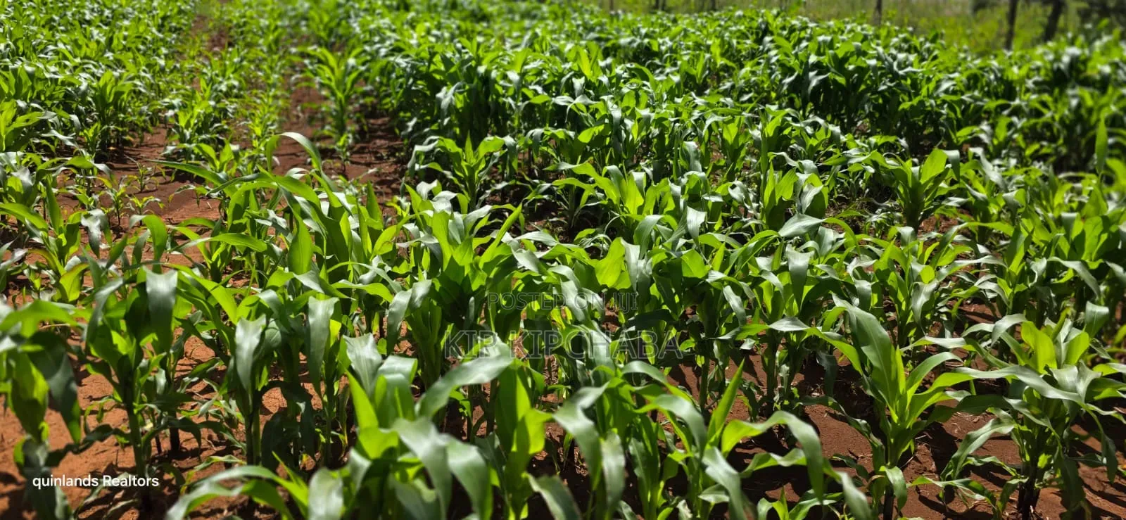 1⁄4 Plot for Sale in Chepkanga Eldoret Mutei Drive