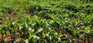 1⁄4 Plot for Sale in Chepkanga Eldoret Mutei Drive