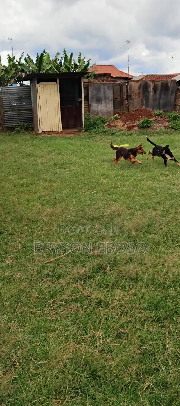 3-6 months Female Mixed Breed German Shepherd - thumbnail 5