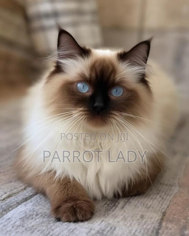1+ year Male Purebred Siamese