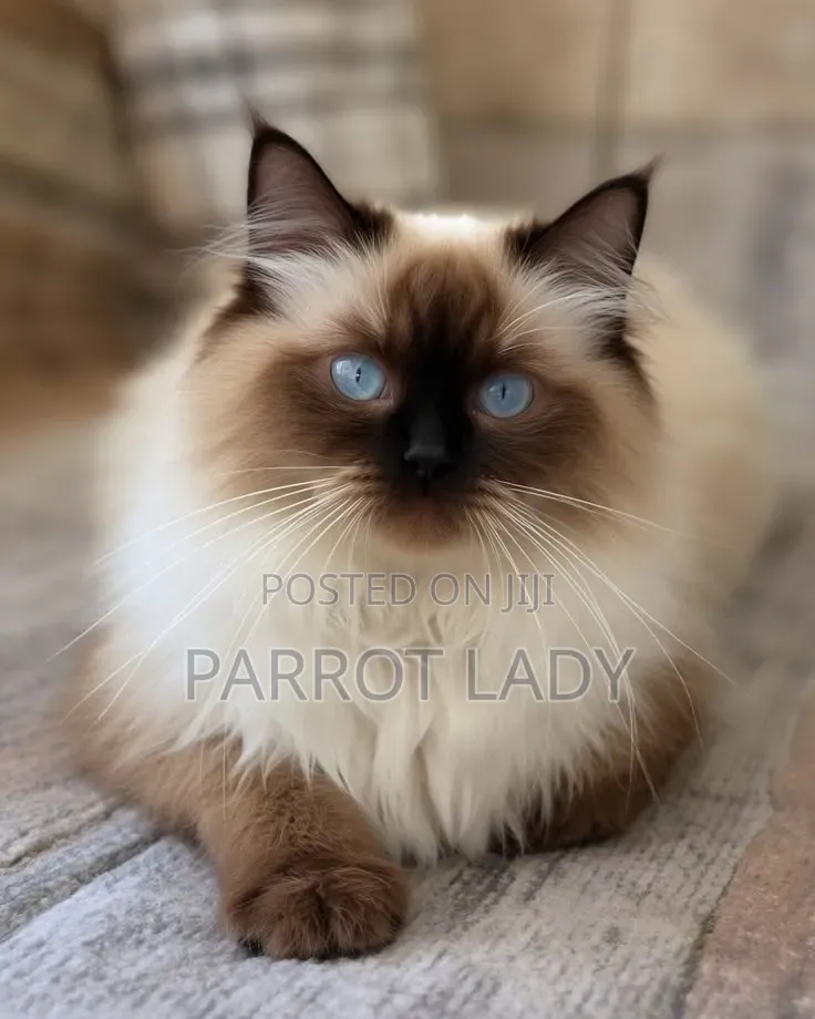 1+ year Male Purebred Siamese